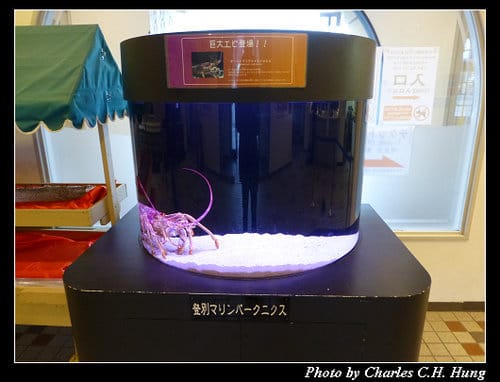 晚冬北海道–Day 4–尼克斯海洋公園（登別マリンパークニクス）