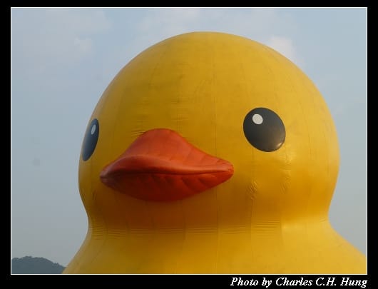 黃色小鴨_20.jpg