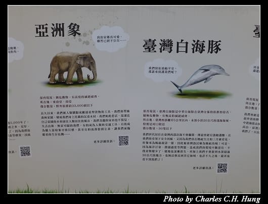 紙貓熊_05.jpg