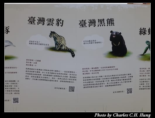 紙貓熊_06.jpg