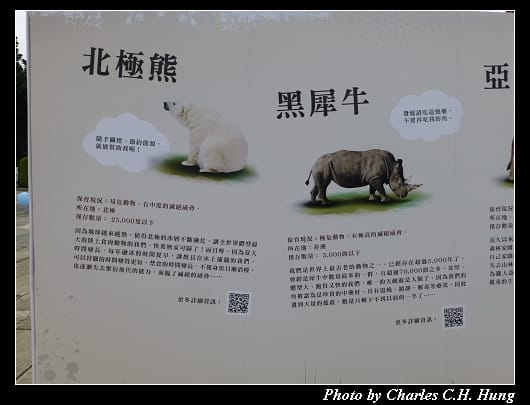 紙貓熊_04.jpg