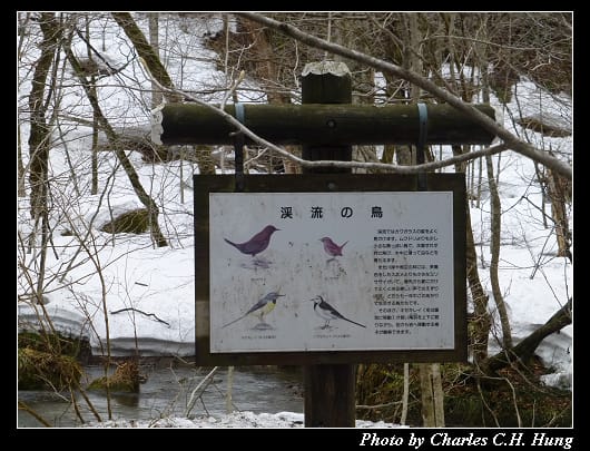 奧入瀨_30.jpg