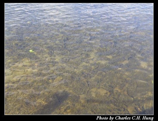 歐肯那根湖_33.jpg 歐肯那根湖_33.jpg