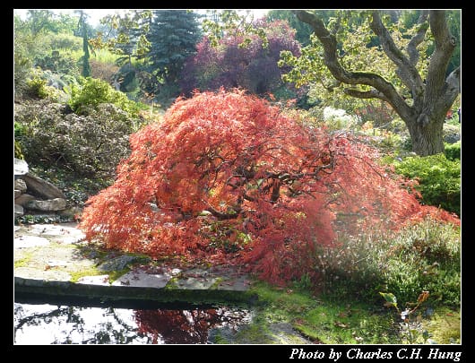 阿布哈茲花園_10.jpg 阿布哈茲花園_10.jpg