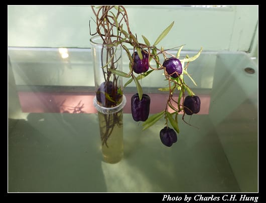 阿布哈茲花園_18.jpg 阿布哈茲花園_18.jpg