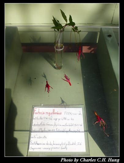 阿布哈茲花園_25.jpg 阿布哈茲花園_25.jpg