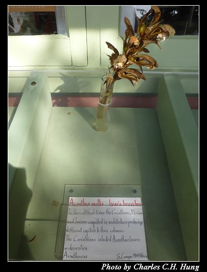 阿布哈茲花園_23.jpg 阿布哈茲花園_23.jpg