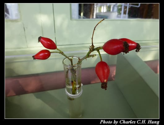 阿布哈茲花園_20.jpg 阿布哈茲花園_20.jpg