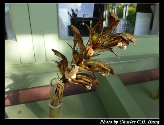 阿布哈茲花園_24.jpg 阿布哈茲花園_24.jpg