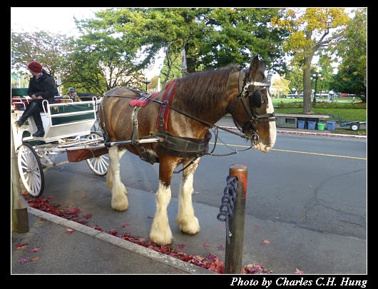 馬車_18.jpg