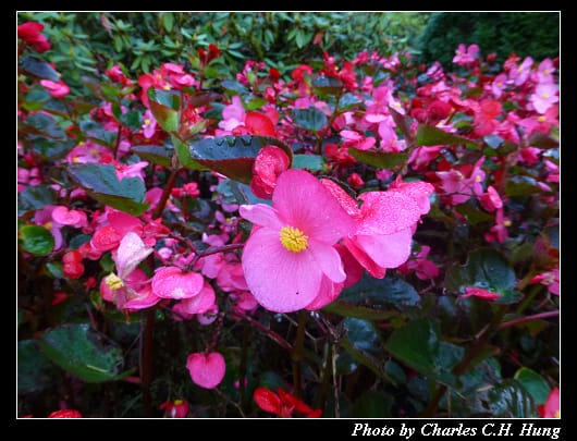 布查花園_029.jpg 布查花園_029.jpg