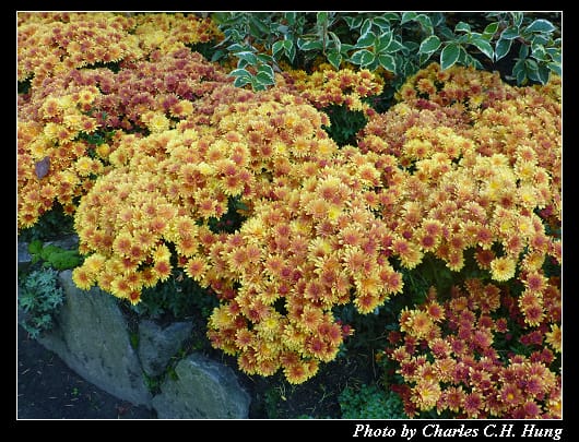 布查花園_028.jpg 布查花園_028.jpg