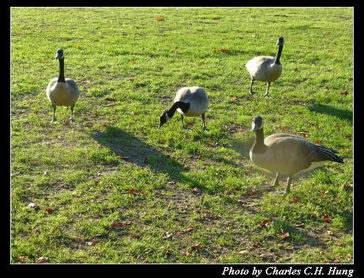 史丹利公園_12.jpg