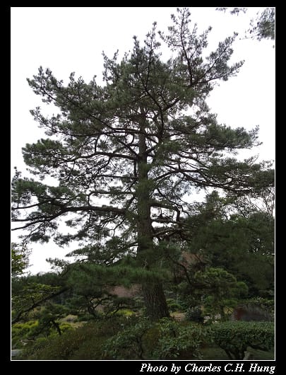 栗林公園_66.jpg 栗林公園_66.jpg