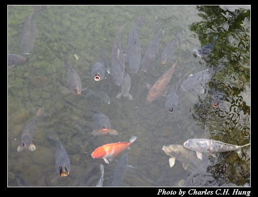 栗林公園_34.jpg 栗林公園_34.jpg