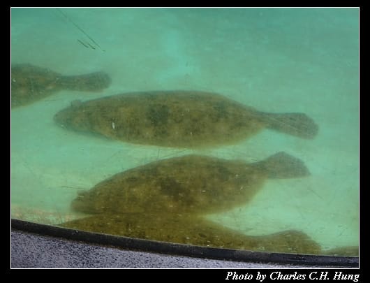 比目魚_007.jpg