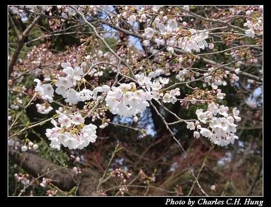 上野公園_015.jpg 上野公園_015.jpg