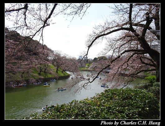 千鳥淵_018.jpg