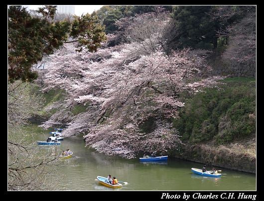 千鳥淵_007.jpg