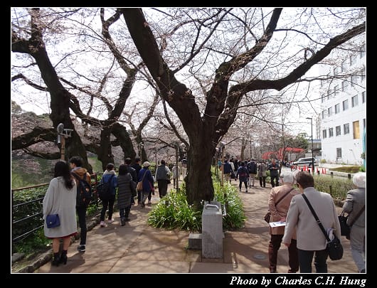 千鳥淵_004.jpg