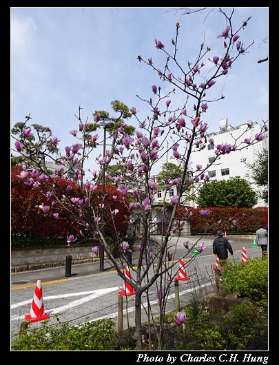 千鳥淵_015.jpg