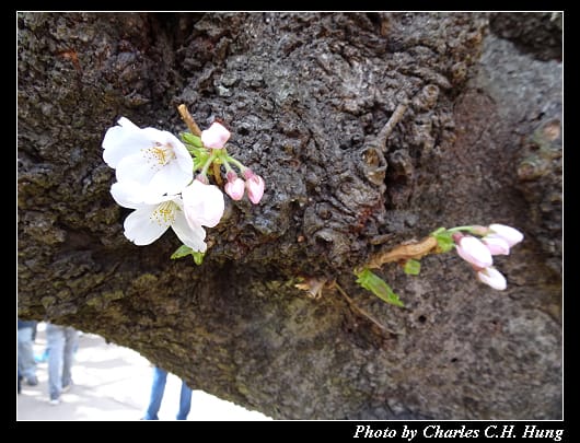 千鳥淵_012.jpg