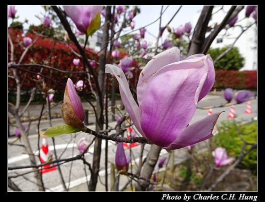 千鳥淵_016.jpg