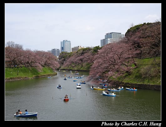 千鳥淵_025.jpg