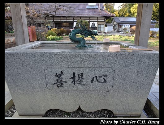 神代櫻_026.jpg