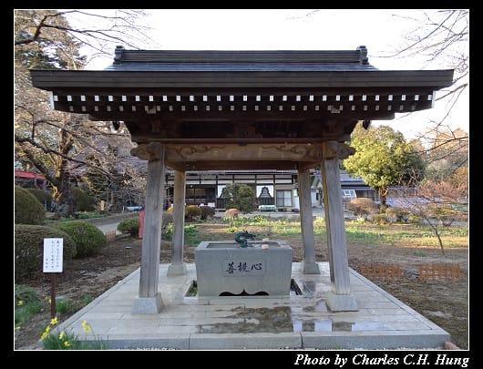 神代櫻_025.jpg