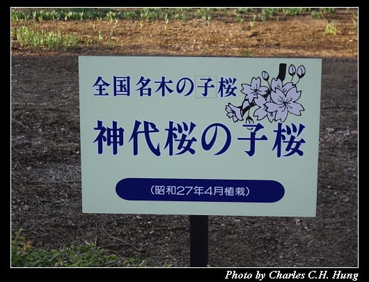 神代櫻_024.jpg