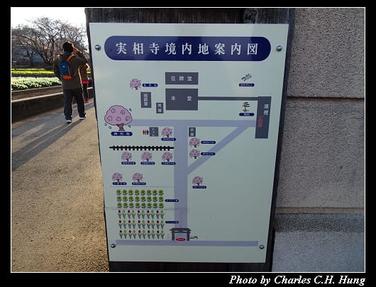 神代櫻_018.jpg