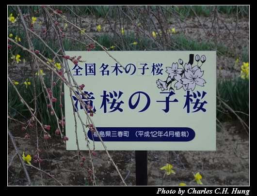 神代櫻_045.jpg