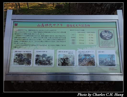 神代櫻_034.jpg