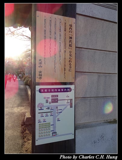 神代櫻_017.jpg