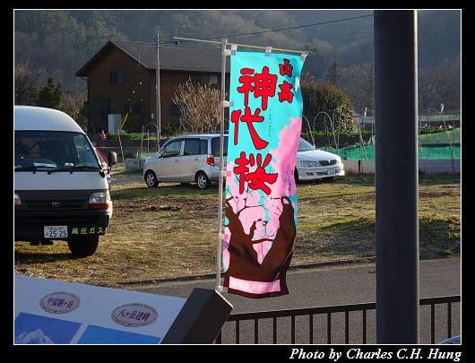 神代櫻_003.jpg