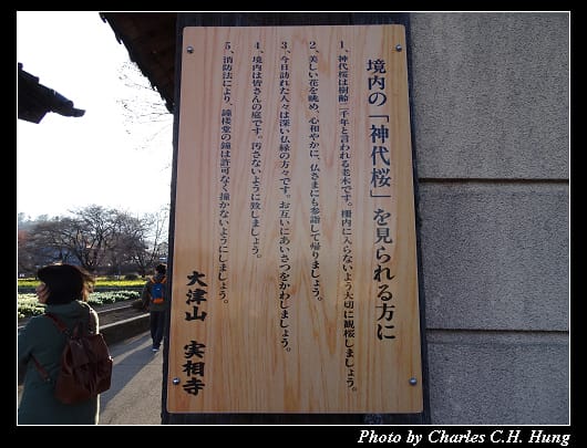 神代櫻_019.jpg