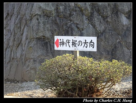 神代櫻_030.jpg