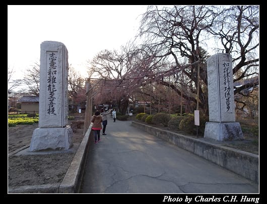 神代櫻_020.jpg