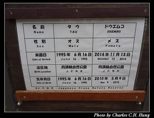 丹頂鶴_032.jpg 丹頂鶴_032.jpg