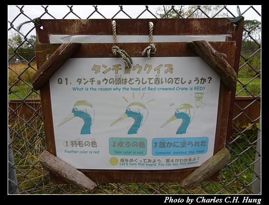 丹頂鶴_038.jpg 丹頂鶴_038.jpg