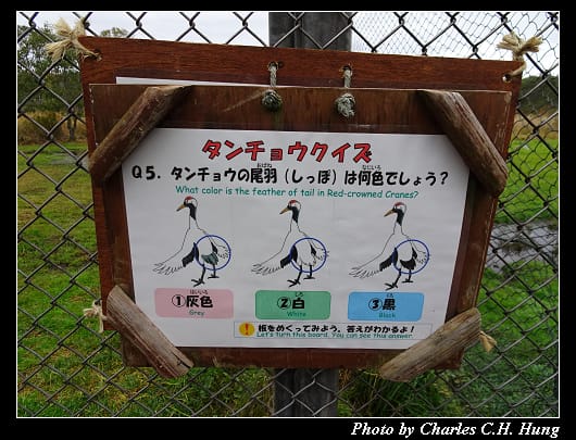 丹頂鶴_040.jpg 丹頂鶴_040.jpg