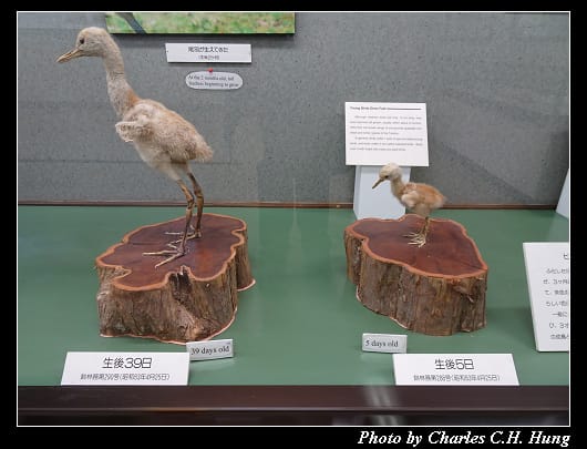 丹頂鶴_066.jpg 丹頂鶴_066.jpg