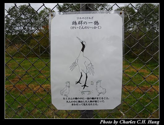 丹頂鶴_050.jpg 丹頂鶴_050.jpg