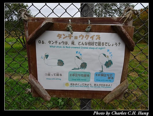丹頂鶴_041.jpg 丹頂鶴_041.jpg
