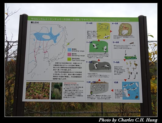 丹頂鶴_023.jpg 丹頂鶴_023.jpg