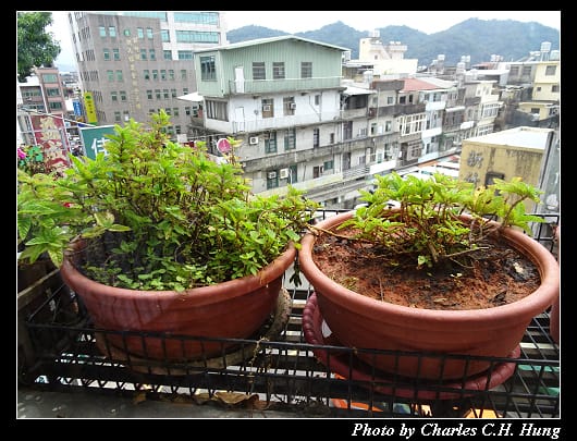 仙草巷_021.jpg 仙草巷_021.jpg