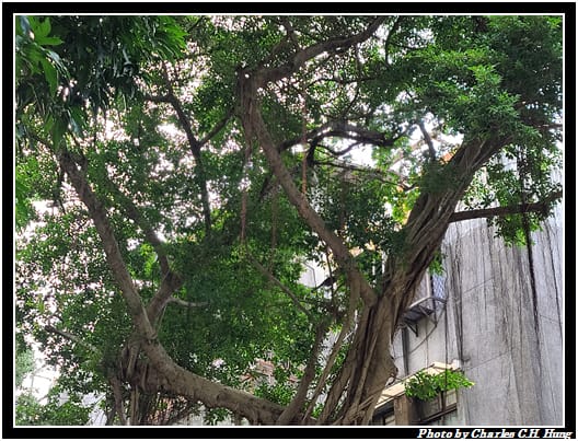 台灣藍鵲_002.jpg 台灣藍鵲_002.jpg