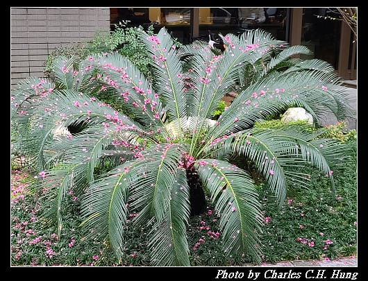 櫻花_022.jpg 櫻花_022.jpg