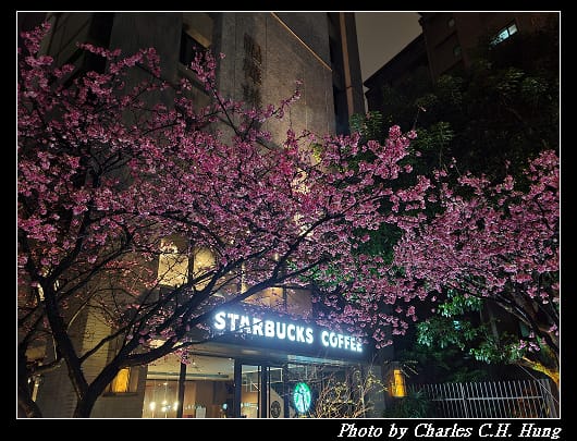 櫻花_006.jpg 櫻花_006.jpg
